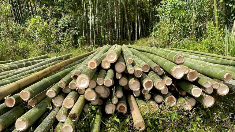 commercial-guadua-bamboo-plantation