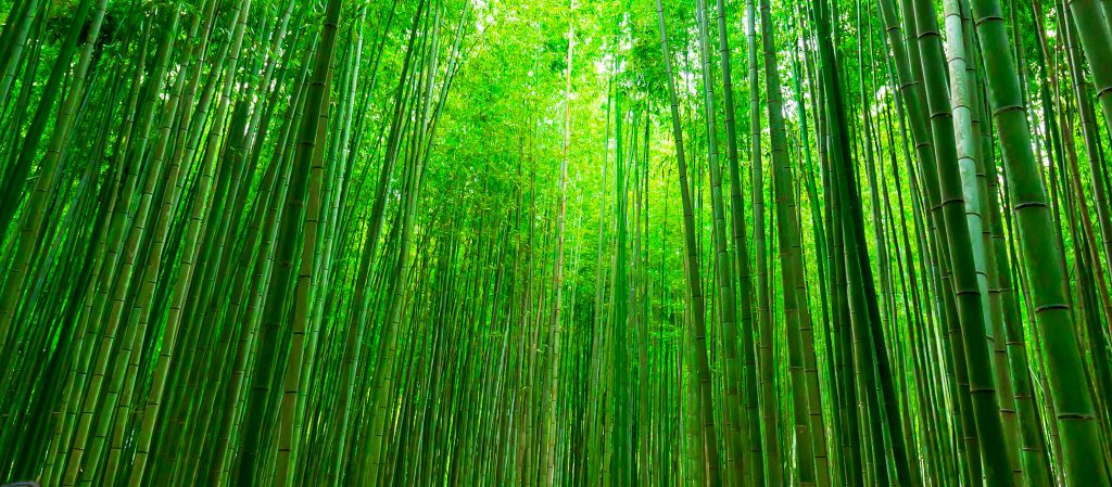 Harnessing Bamboo For Sustainable Biomass Energy